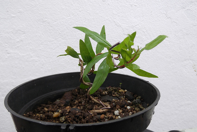 Growing Bonsai From Seed